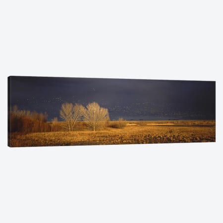 Flock of Snow geese flying, Bosque del Apache National Wildlife Reserve, Socorro County, New Mexico, USA #5 Canvas Print #PIM7491} by Panoramic Images Canvas Artwork