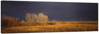 Flock of Snow geese flying, Bosque del Apache National Wildlife Reserve, Socorro County, New Mexico, USA #5 Canvas Art Print - Goose Art