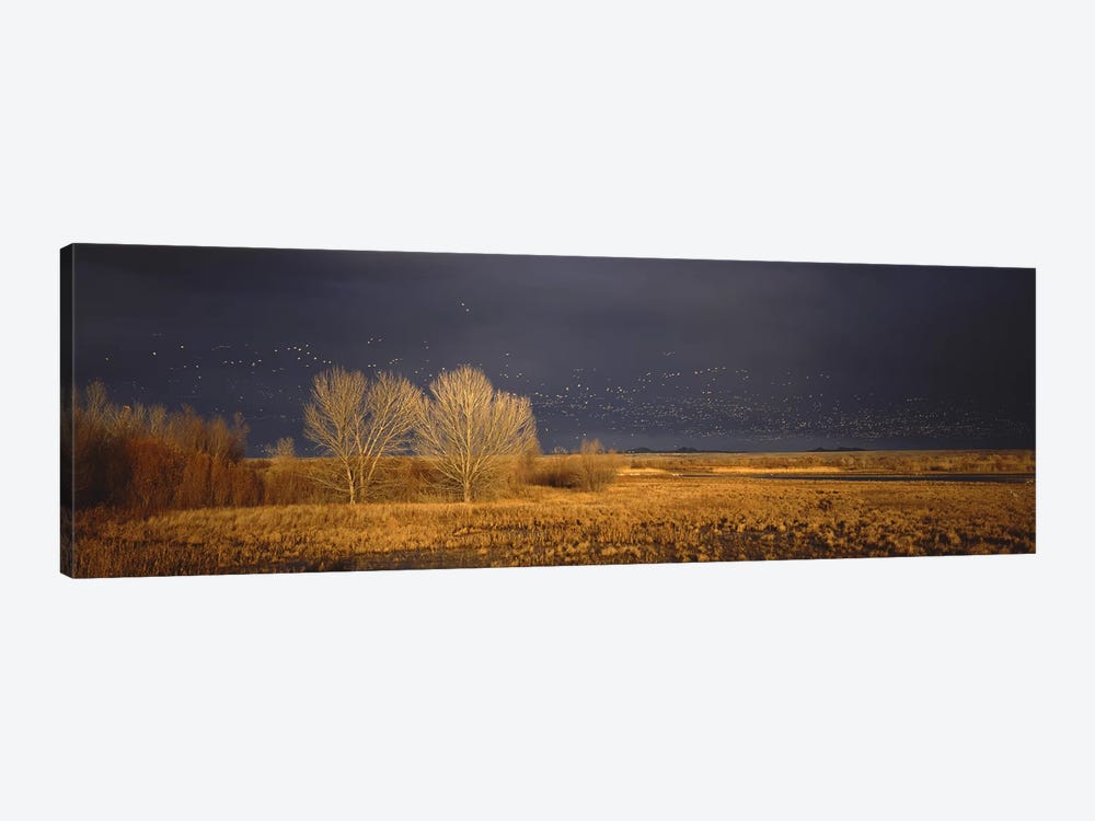 Flock of Snow geese flying, Bosque del Apache National Wildlife Reserve, Socorro County, New Mexico, USA #5 by Panoramic Images 1-piece Canvas Print