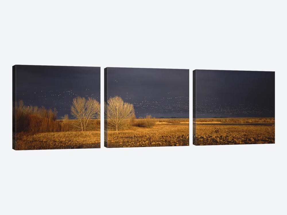 Flock of Snow geese flying, Bosque del Apache National Wildlife Reserve, Socorro County, New Mexico, USA #5 by Panoramic Images 3-piece Canvas Print