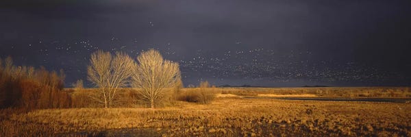 Flock of Snow Geese Flying V, Bosque del Apache National Wildlife Reserve, Socorro County, New Mexico, USA