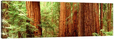 Redwoods Muir Woods CA USA Canvas Art Print - Panoramic Photography