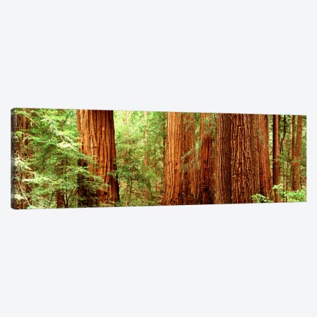 Redwoods Muir Woods CA USA Canvas Print #PIM750} by Panoramic Images Canvas Artwork