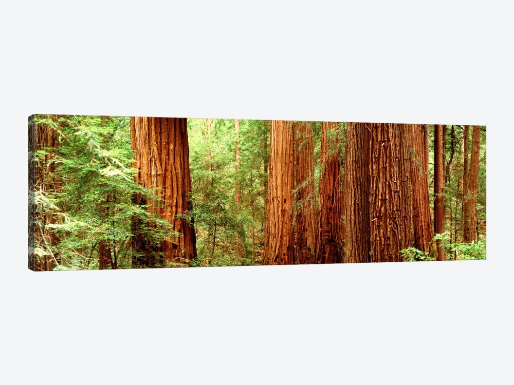 Redwoods Muir Woods CA USA by Panoramic Images 1-piece Canvas Artwork