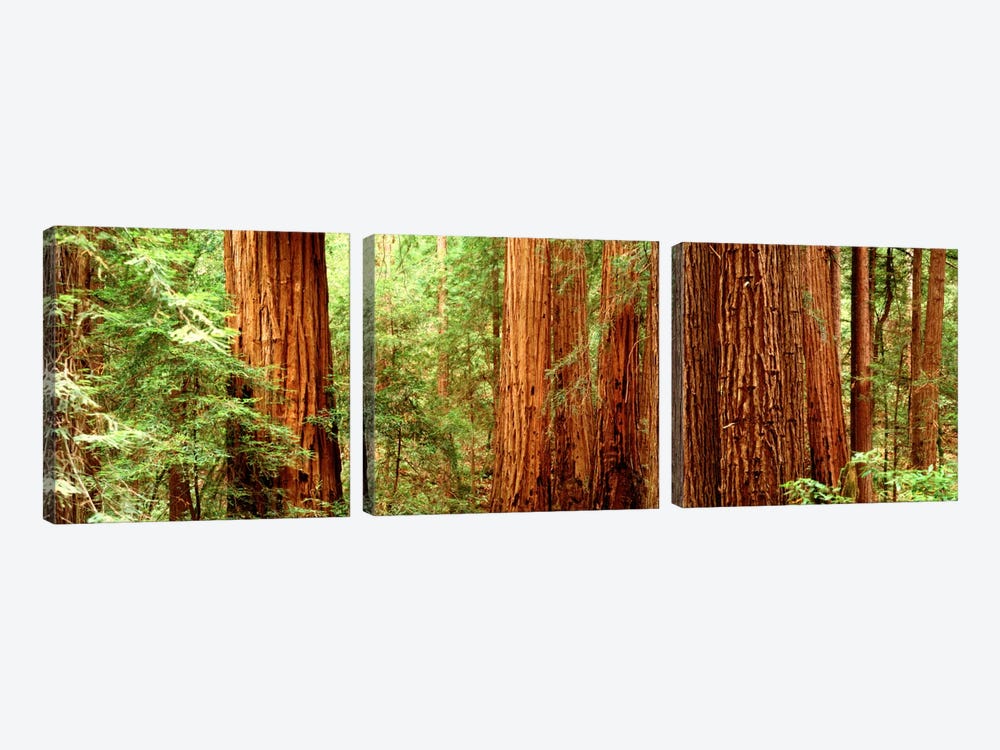 Redwoods Muir Woods CA USA by Panoramic Images 3-piece Canvas Wall Art