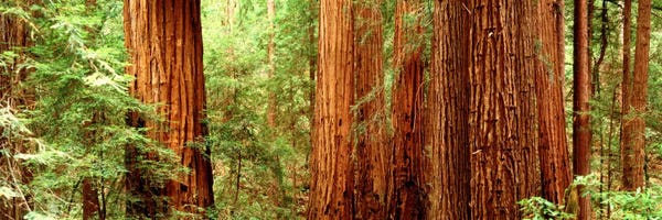 Tree Close-Ups: Redwoods Muir Woods CA USA by Panoramic Images