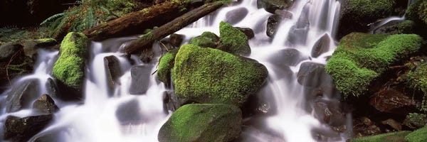Moss: Cascading waterfall in a rainforest, Olympic National Park, Washington State, USA by Panoramic Images