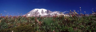 Wildflowers on mountains, Mt Rainier, Pierce County, Washington State, USA by Panoramic Images multi panel art