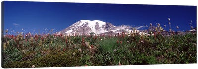Wildflowers on mountains, Mt Rainier, Pierce County, Washington State, USA Canvas Art Print - Winter Art