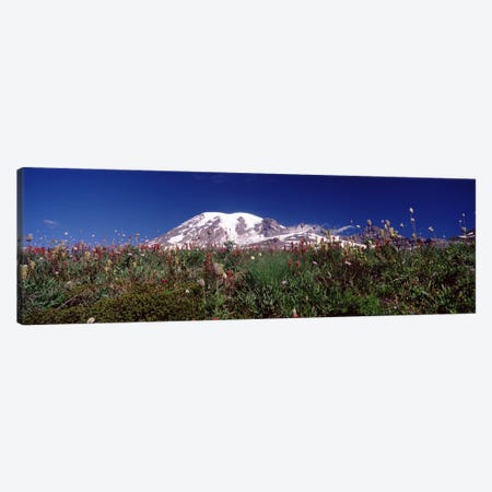 Wildflowers on mountains, Mt Rainier, Pierce County, Washington State, USA Canvas Print #PIM7543} by Panoramic Images Canvas Art