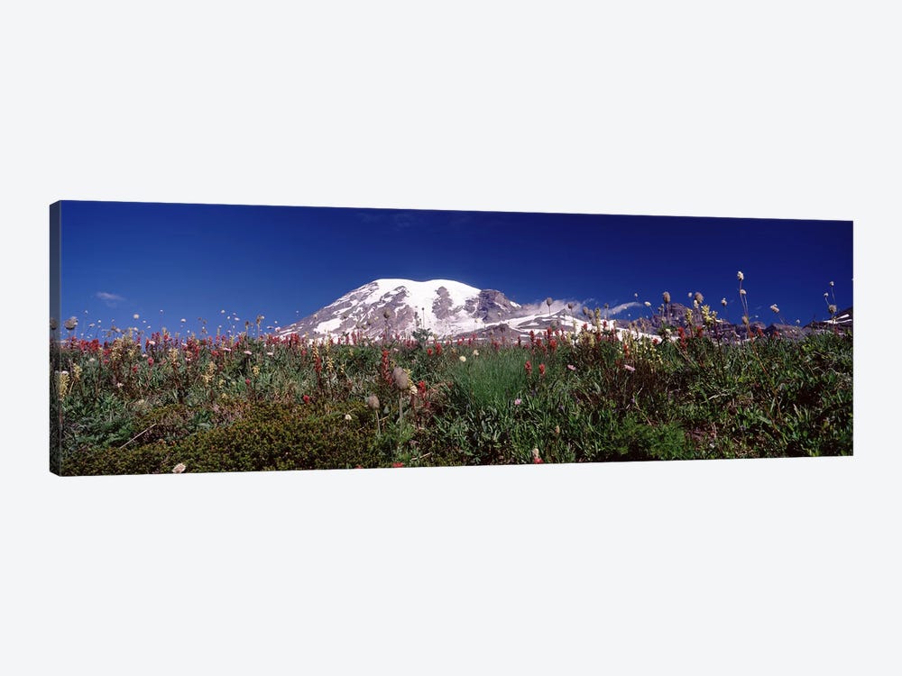 Wildflowers on mountains, Mt Rainier, Pierce County, Washington State, USA by Panoramic Images 1-piece Canvas Print