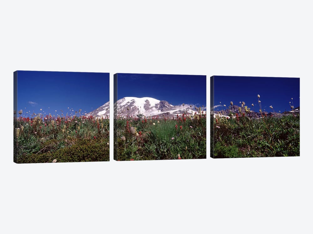 Wildflowers on mountains, Mt Rainier, Pierce County, Washington State, USA by Panoramic Images 3-piece Art Print