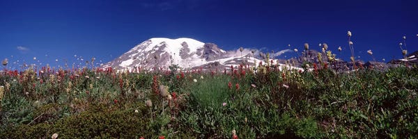 Mount Rainier National Park: Wildflowers on mountains, Mt Rainier, Pierce County, Washington State, USA by Panoramic Images