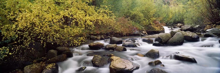 River passing through a forestInyo County, California, USA