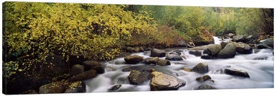 River passing through a forestInyo County, California, USA Canvas Art Print - River, Creek & Stream Art
