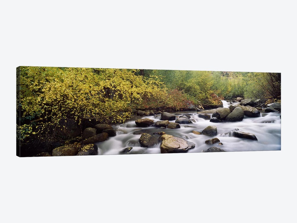 River passing through a forestInyo County, California, USA by Panoramic Images 1-piece Canvas Art
