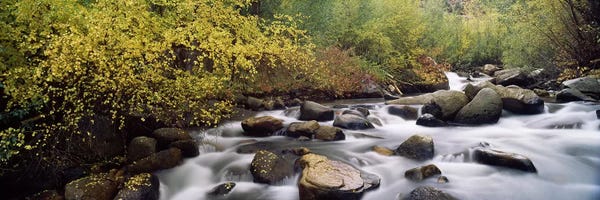 Rocks: River passing through a forestInyo County, California, USA by Panoramic Images