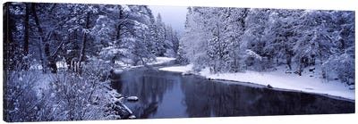Snow covered trees along a river, Yosemite National Park, California, USA Canvas Art Print