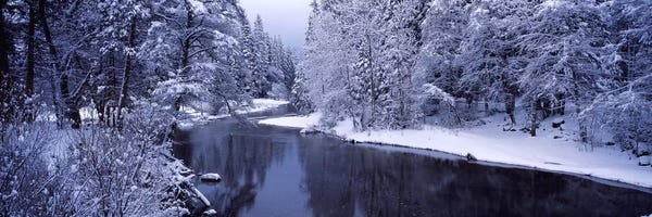 Snow covered trees along a river, Yosemite National Park, California, USA