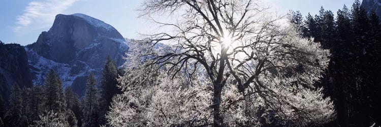 Low angle view of a snow covered oak tree, Yosemite National Park, California, USA