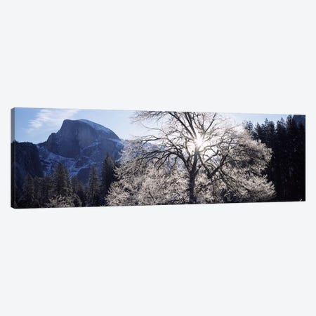 Low angle view of a snow covered oak tree, Yosemite National Park, California, USA Canvas Print #PIM7557} by Panoramic Images Canvas Wall Art