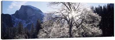 Low angle view of a snow covered oak tree, Yosemite National Park, California, USA Canvas Art Print - Oak Tree Art