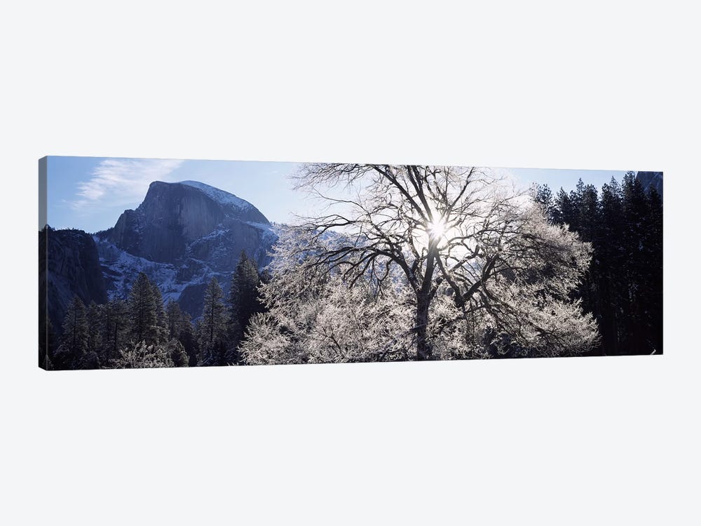 Low angle view of a snow covered oak tree, Yosemite National Park, California, USA by Panoramic Images 1-piece Canvas Art