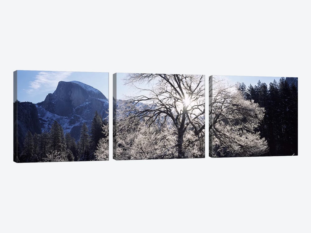 Low angle view of a snow covered oak tree, Yosemite National Park, California, USA by Panoramic Images 3-piece Canvas Artwork