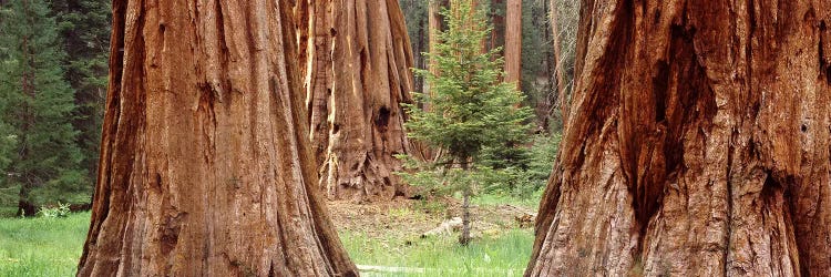 Sapling among full grown Sequoias, Sequoia National Park, California, USA