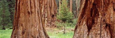 Sequoia National Park