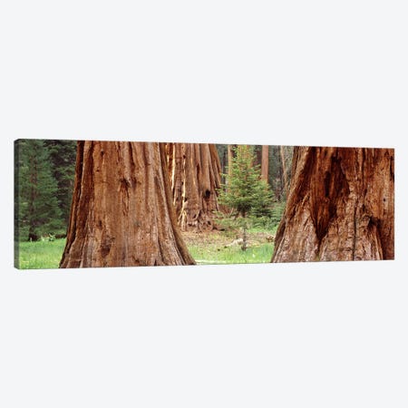 Sapling among full grown Sequoias, Sequoia National Park, California, USA Canvas Print #PIM7558} by Panoramic Images Art Print