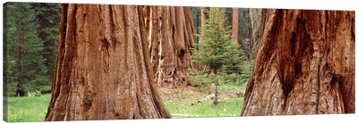 Sapling among full grown Sequoias, Sequoia National Park, California, USA Canvas Art Print - Tree Close-Up Art