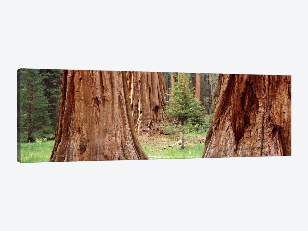 Sapling among full grown Sequoias, Sequoia National Park, California, USA by Panoramic Images 1-piece Art Print