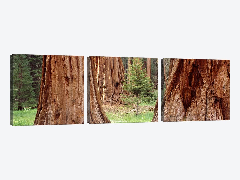 Sapling among full grown Sequoias, Sequoia National Park, California, USA by Panoramic Images 3-piece Canvas Art Print