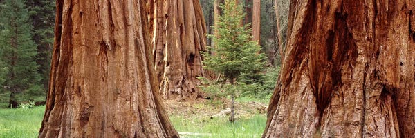 Sapling among full grown Sequoias, Sequoia National Park, California, USA
