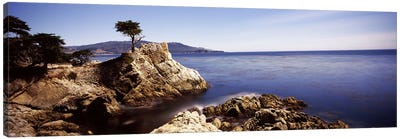 Lone Cypress, Pebble Beach, Monterey County, California, USA Canvas Art Print - Monterey