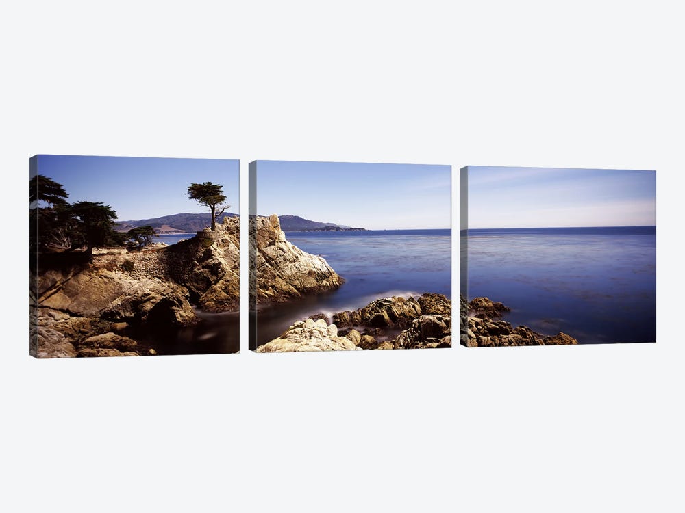 Lone Cypress, Pebble Beach, Monterey County, California, USA by Panoramic Images 3-piece Art Print