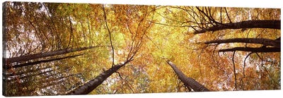 Low angle view of trees, Bavaria, Germany Canvas Art Print