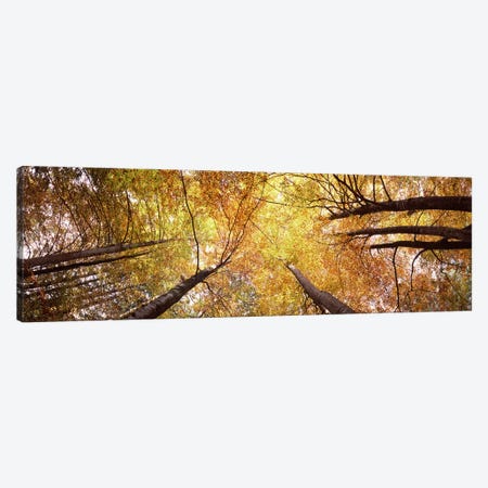 Low angle view of trees, Bavaria, Germany Canvas Print #PIM7586} by Panoramic Images Art Print