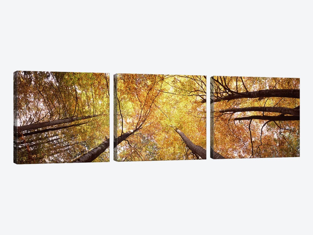 Low angle view of trees, Bavaria, Germany by Panoramic Images 3-piece Canvas Wall Art