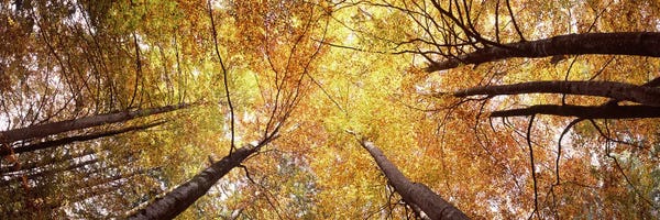 Germany: Low angle view of trees, Bavaria, Germany by Panoramic Images