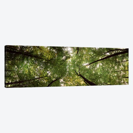 Low angle view of trees, Bavaria, Germany #2 Canvas Print #PIM7587} by Panoramic Images Canvas Print
