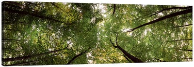 Low angle view of trees, Bavaria, Germany #2 Canvas Art Print