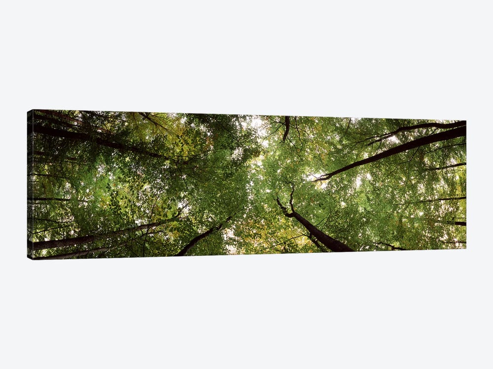 Low angle view of trees, Bavaria, Germany #2 by Panoramic Images 1-piece Canvas Art Print