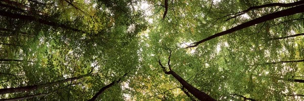 Bavaria: Low angle view of trees, Bavaria, Germany #2 by Panoramic Images