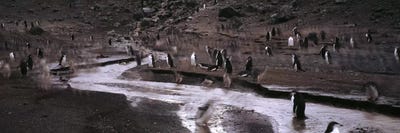 Penguins make their way to the colonyBaily Head, Deception Island, South Shetland Islands, Antarctica by Panoramic Images canvas print