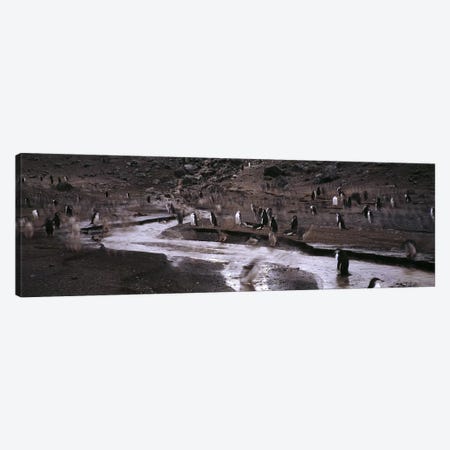 Penguins make their way to the colonyBaily Head, Deception Island, South Shetland Islands, Antarctica Canvas Print #PIM7608} by Panoramic Images Art Print