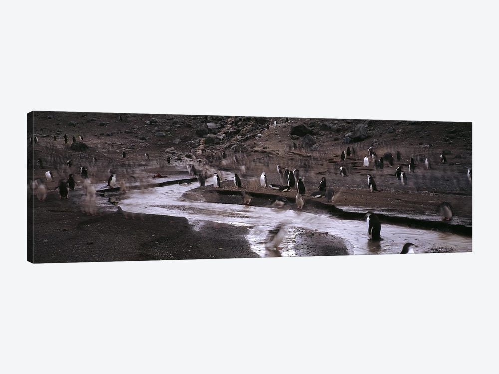 Penguins make their way to the colonyBaily Head, Deception Island, South Shetland Islands, Antarctica by Panoramic Images 1-piece Canvas Art
