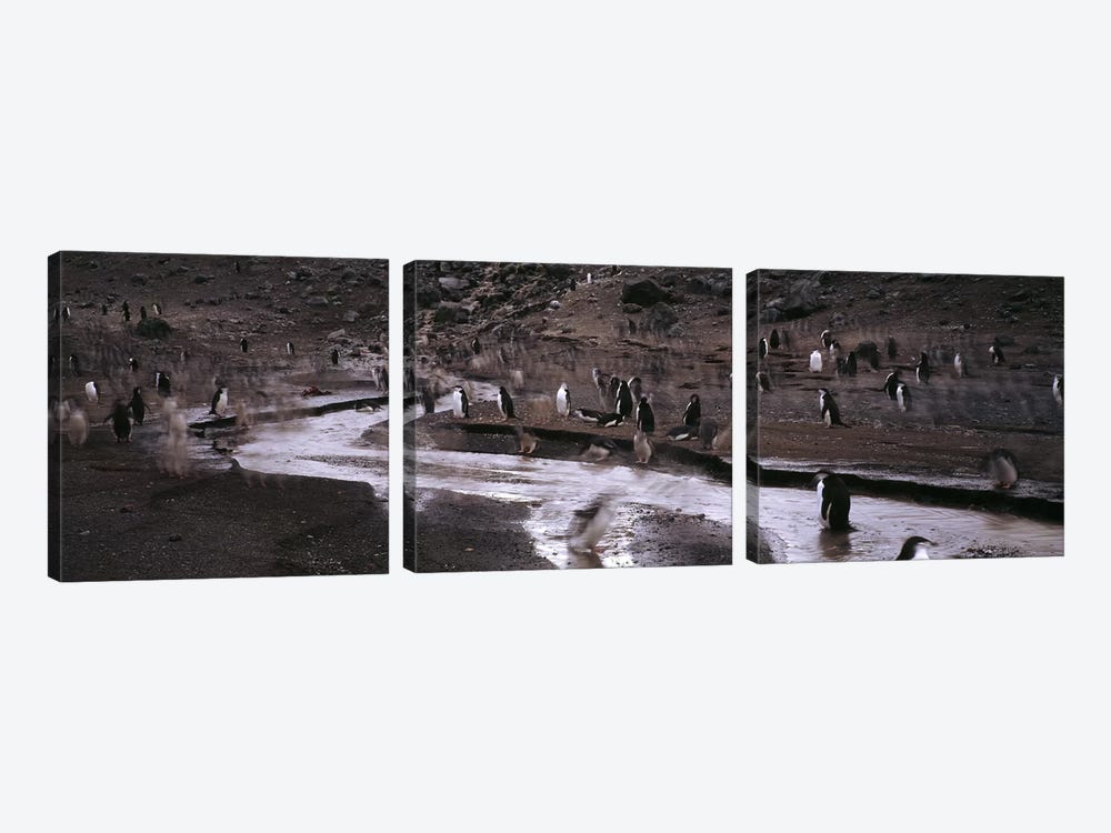 Penguins make their way to the colonyBaily Head, Deception Island, South Shetland Islands, Antarctica by Panoramic Images 3-piece Canvas Wall Art