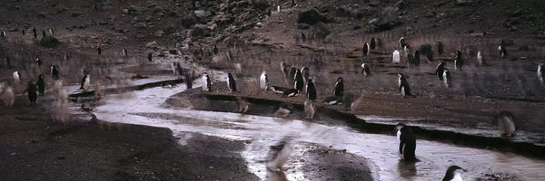 Antarctica: Penguins make their way to the colonyBaily Head, Deception Island, South Shetland Islands, Antarctica by Panoramic Images